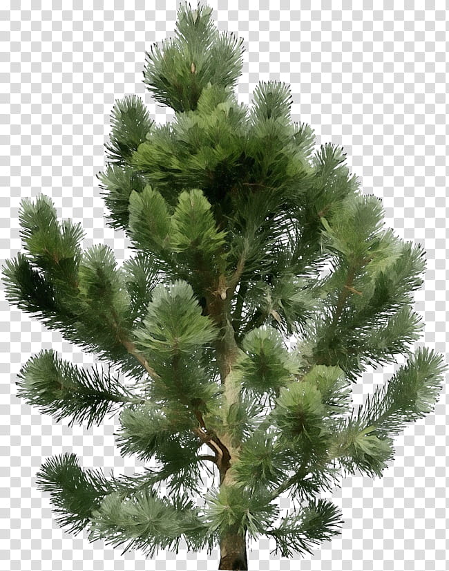 tree shortleaf black spruce columbian spruce balsam fir sugar pine, Watercolor, Paint, Wet Ink, White Pine, Red Pine, Lodgepole Pine, Yellow Fir transparent background PNG clipart