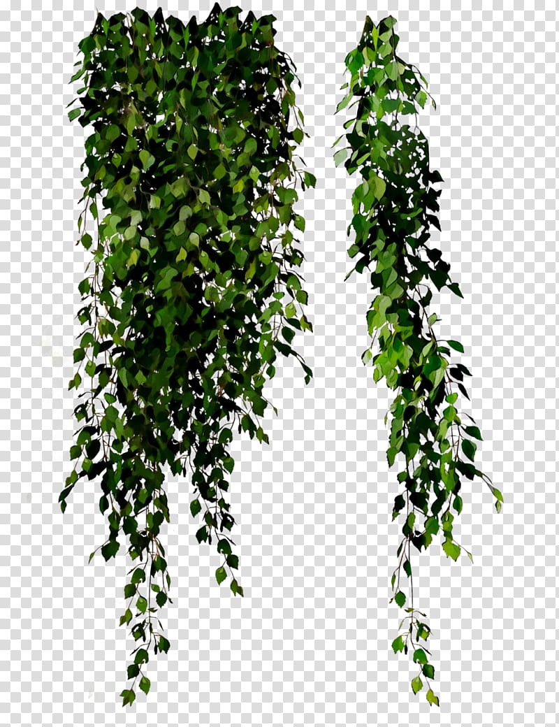 Family Tree, Leaf, Shrub, Plant, Green, Ivy, Vine, Flower transparent background PNG clipart