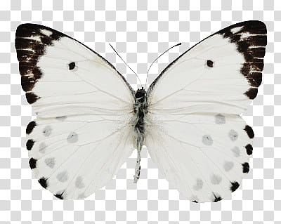 , white and black butterfly illustration transparent background PNG clipart