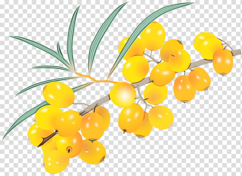 yellow plant flower fruit leaf, Watercolor, Paint, Wet Ink, Flowering Plant, Seedless Fruit, Natural Foods, Hippophae transparent background PNG clipart