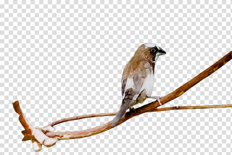 bird beak branch perching bird twig, Watercolor, Paint, Wet Ink, House Sparrow, Wildlife, Songbird, Wren transparent background PNG clipart