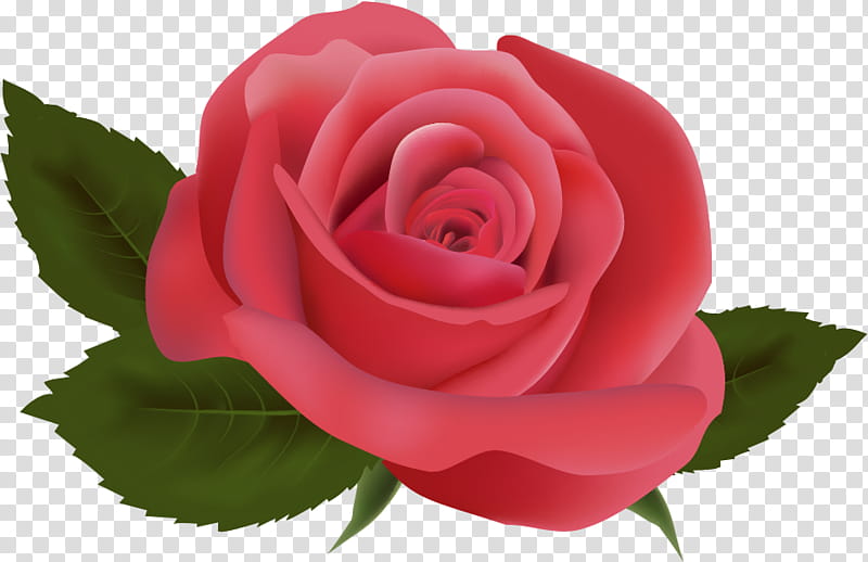 one flower one rose valentines day, Love, Garden Roses, Pink, Petal, Red, Hybrid Tea Rose, Floribunda transparent background PNG clipart
