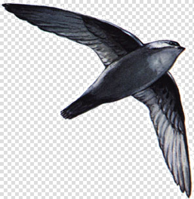 Swallow Bird, Chimney Swift, Swifts, National Audubon Society, Birdwatching, Asian Palm Swift, Whitethroated Swift, Breeding Bird Survey transparent background PNG clipart