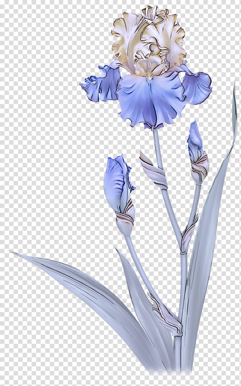 flowering plant flower plant cut flowers iris, Striped Squill, Iris Family, Petal, Scilla transparent background PNG clipart