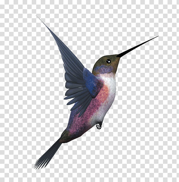 Bird Wing, Hummingbird, Eurasian Magpie, Flight, Kingfisher, Bird Flight, Beak, Feather transparent background PNG clipart