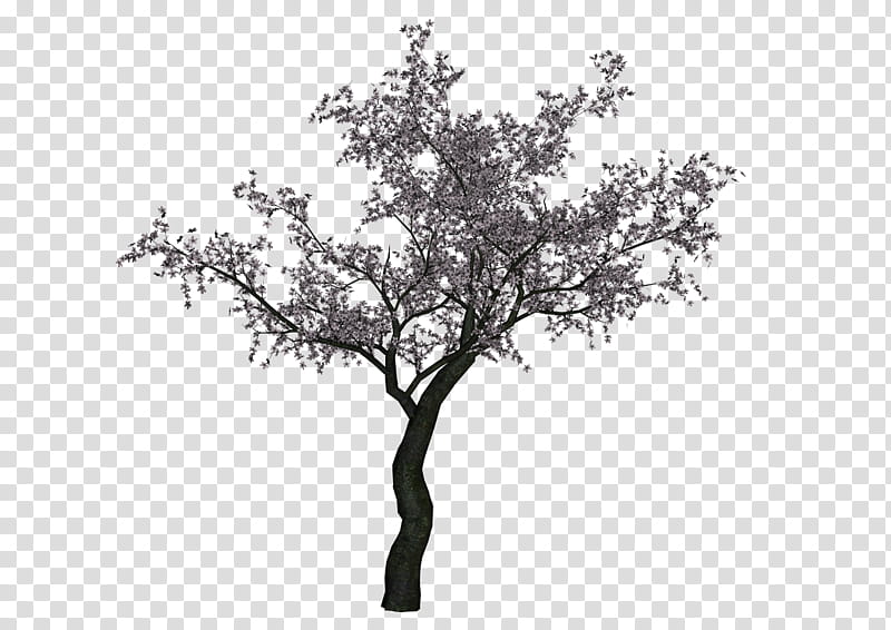 Cherry Tree , gray leafed tree illustration transparent background PNG clipart