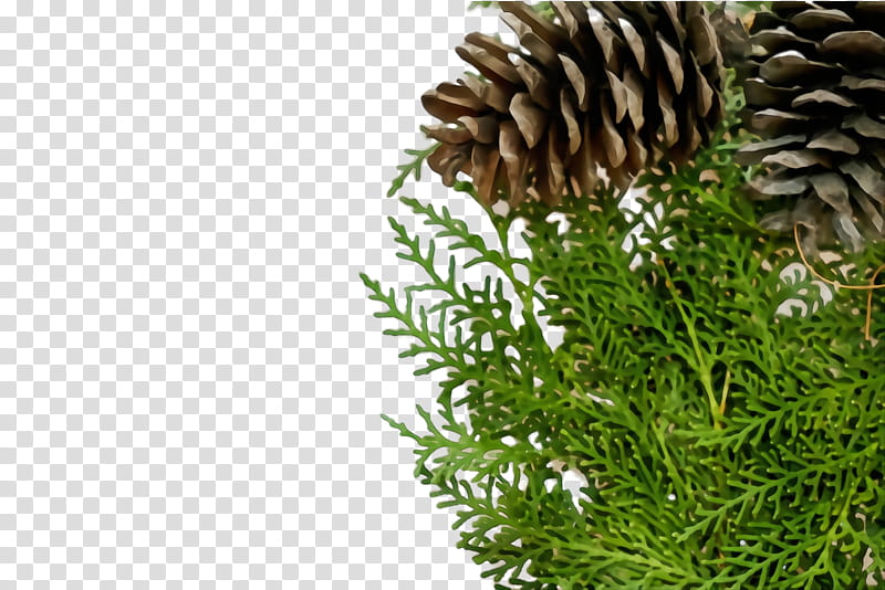 sugar pine yellow fir oregon pine lodgepole pine sitka spruce, Watercolor, Paint, Wet Ink, Plant, Red Pine, Shortstraw Pine, Jack Pine transparent background PNG clipart