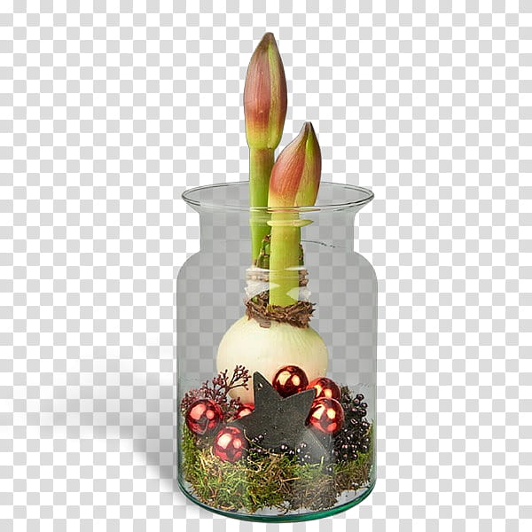Christmas decoration, Amaryllis Belladonna, Plant, Candle, Flower, Tulip, Cactus, Glass transparent background PNG clipart