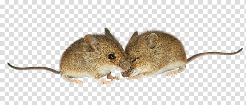 mouse rat meadow jumping mouse degu muridae, Muroidea, Gerbil, Fare transparent background PNG clipart