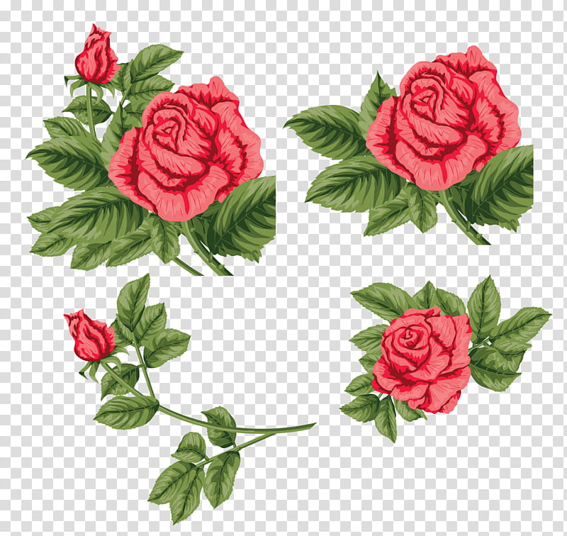 Floral Flower, Garden Roses, Floribunda, Cabbage Rose, China Rose, Beach Rose, Cut Flowers, Pink transparent background PNG clipart