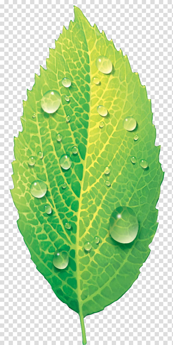 leaf P, green ovate leaf with drop water transparent background PNG clipart