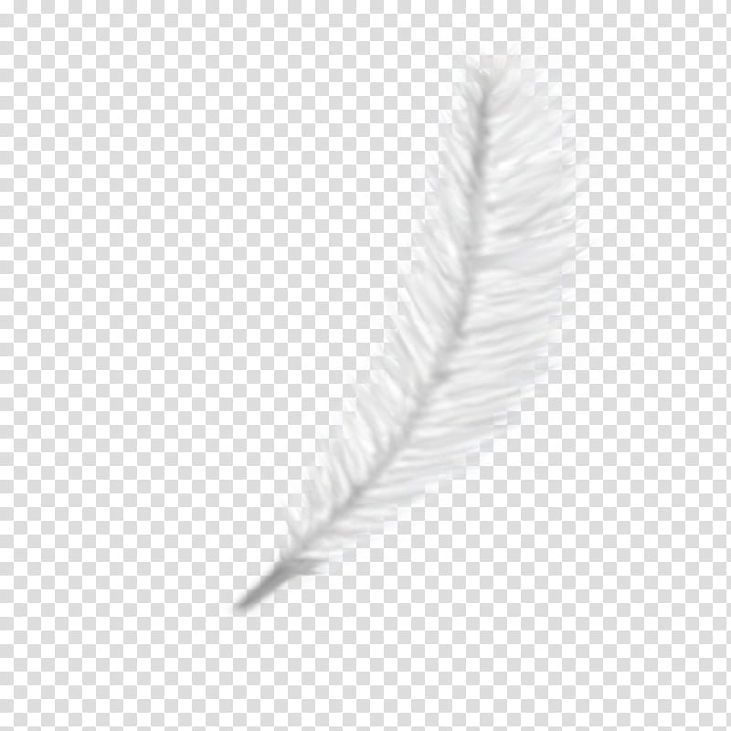 Feathers, white feather illustration transparent background PNG clipart