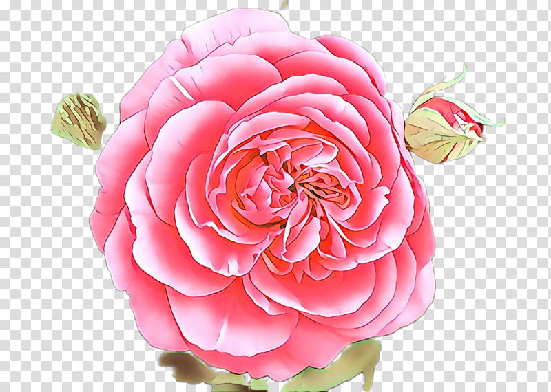 Garden roses, Pink, Flower, Petal, Plant, Rose Family, Camellia transparent background PNG clipart