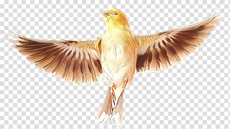 Bird Wing, Beak, Feather, Falcon, Tail, Wildlife, Perching Bird, Falconiformes transparent background PNG clipart