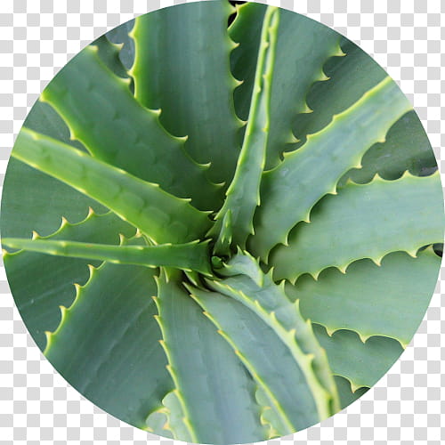 Aloe Vera, Gel, Medicinal Plants, Cape Aloe, Candelabra Aloe, Forever Living Products, Health, Succulent Plant transparent background PNG clipart