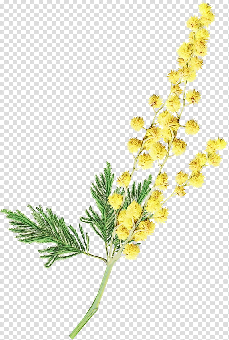 flower plant flowering plant yellow sweet clover goldenrod, Watercolor, Paint, Wet Ink transparent background PNG clipart