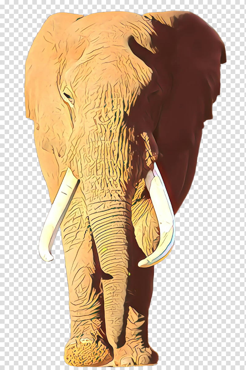 Indian elephant, African Elephant, Wildlife, Animal Figure, Tusk transparent background PNG clipart
