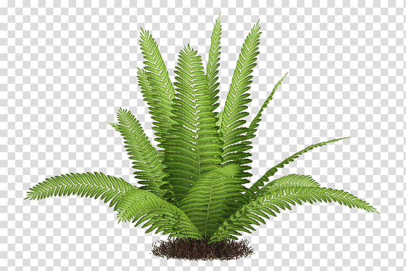 Cactuses and Plants, green-leafed plant transparent background PNG clipart