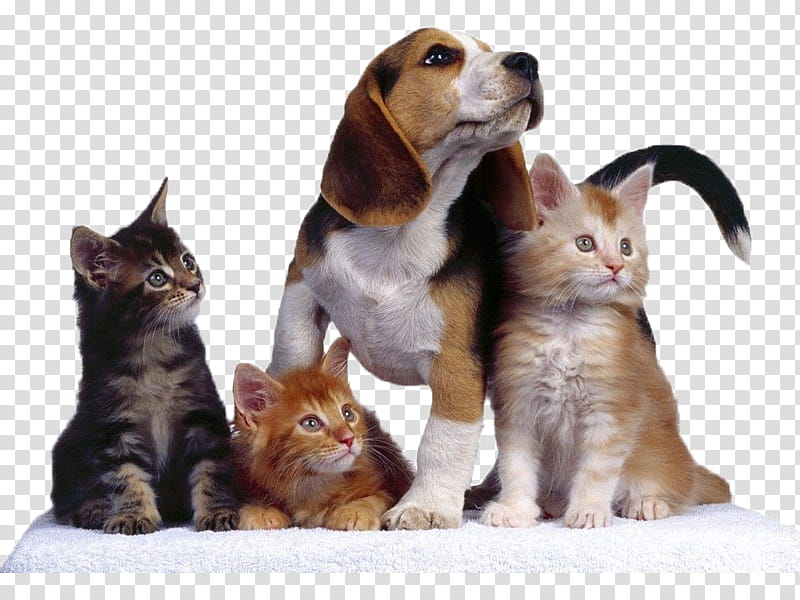 Mixed, tricolor Beagle beside three brown and gray tab transparent background PNG clipart