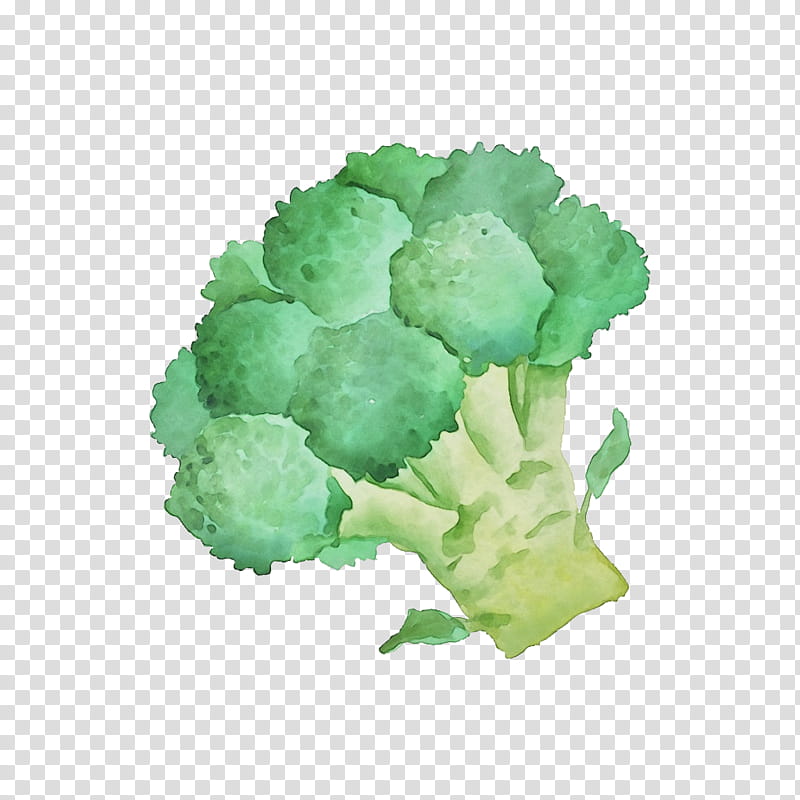 Cauliflower, Watercolor, Paint, Wet Ink, Cruciferous Vegetables, Leaf Vegetable, Broccoli, Wild Cabbage transparent background PNG clipart