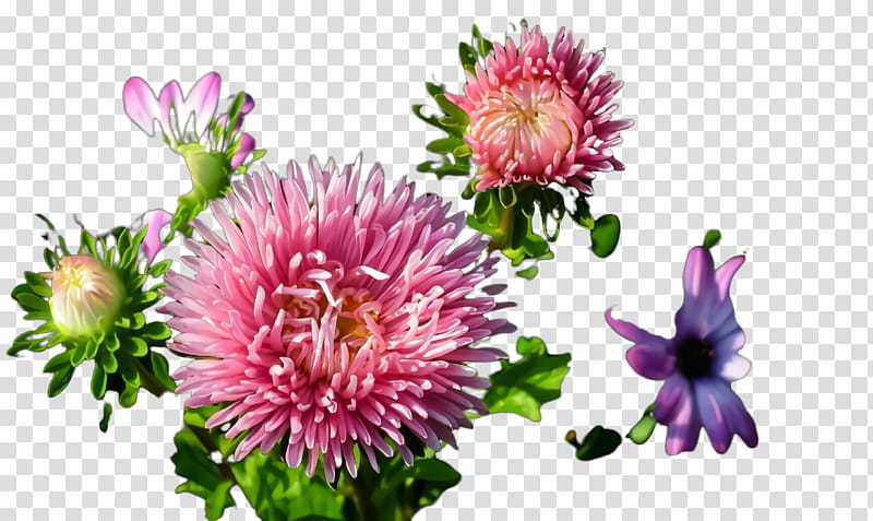 flower plant china aster pink red clover, Petal, Daisy Family transparent background PNG clipart