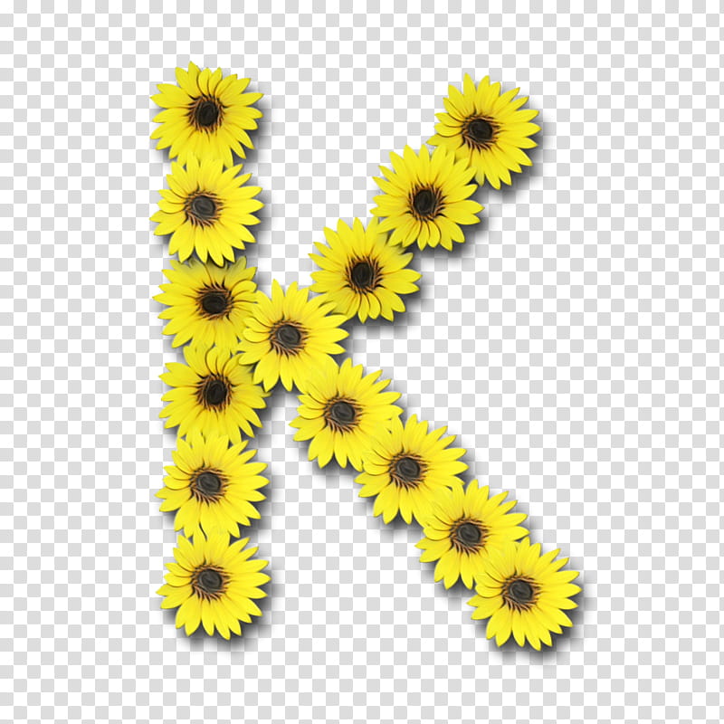 Yellow, Chrysanthemum, Sunflower, Plant, Daisy Family, Asterales transparent background PNG clipart