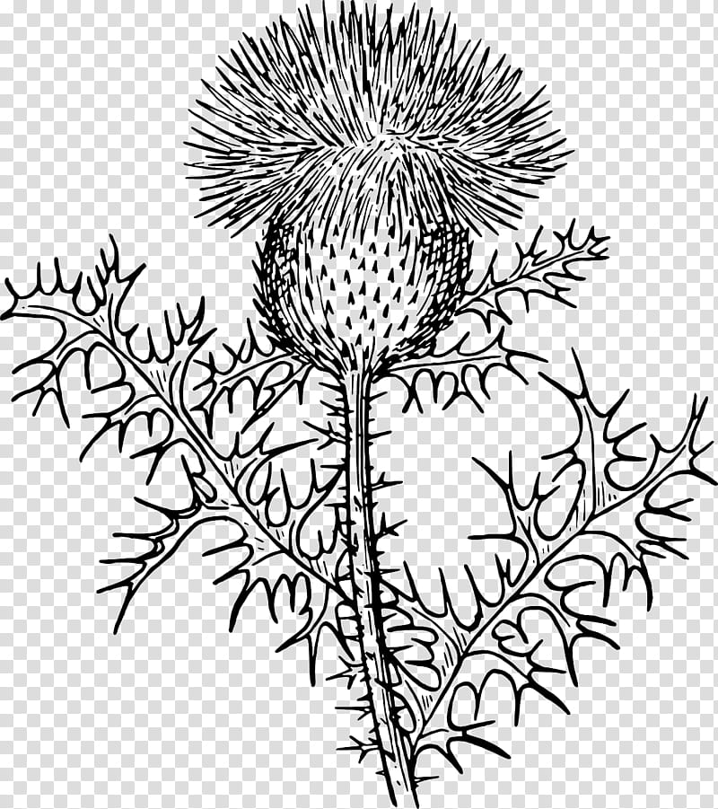 Black And White Flower, Thistle, Onopordum Acanthium, Drawing, Coloring Book, Spear Thistle, Line Art, Creeping Thistle transparent background PNG clipart