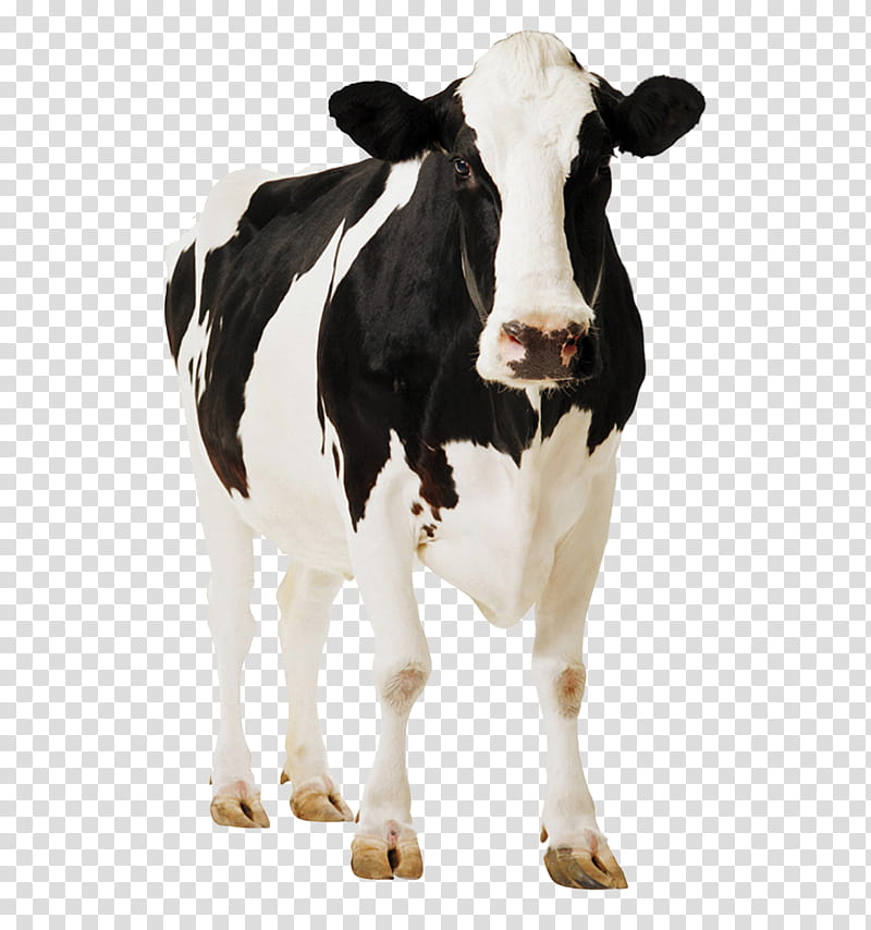 cow, dairy cow transparent background PNG clipart
