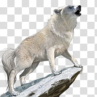 Wolf resources, arctic wolf howling on the rock cliff transparent background PNG clipart