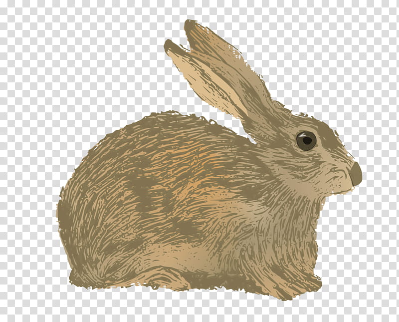 Mountain, Rabbit, Hare, New England Cottontail, Web Design, Animal, Ear, Cottontail Rabbit transparent background PNG clipart