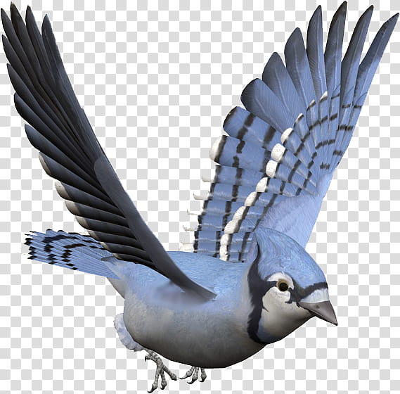 Blue Jay with Peanut clipart. Free download transparent .PNG