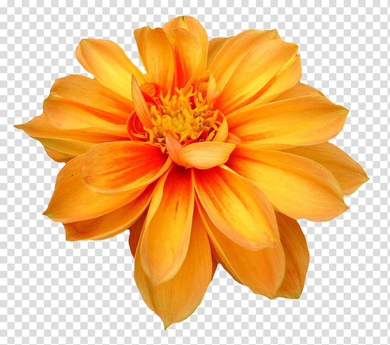 Spring  YEAR ON DA, orange marigold flower isolated on black background transparent background PNG clipart
