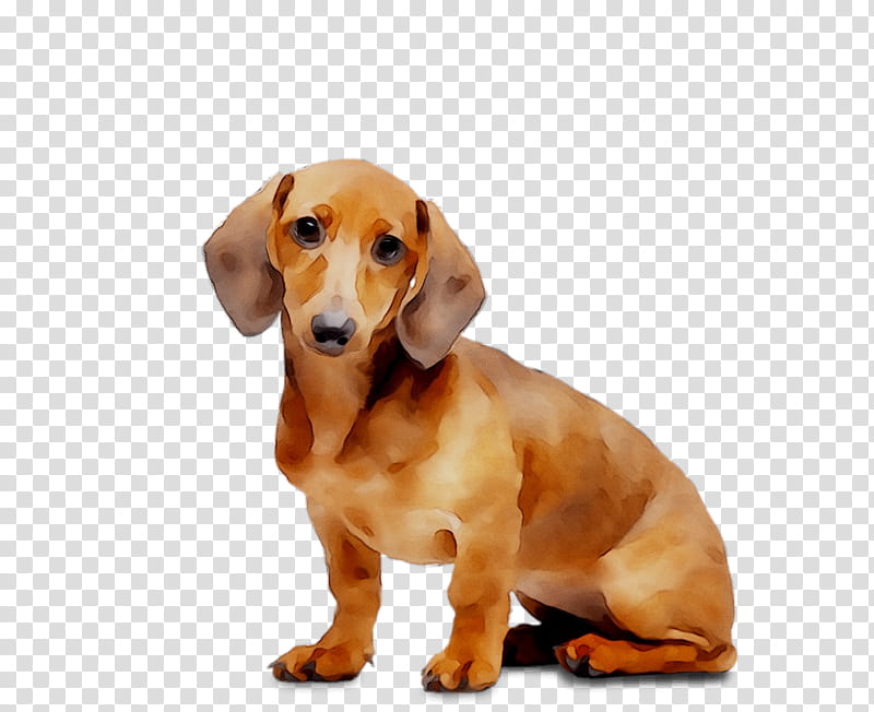Medicine, Dachshund, Puppy, Animed, Companion Dog, Pet, Canine Distemper, Animal transparent background PNG clipart