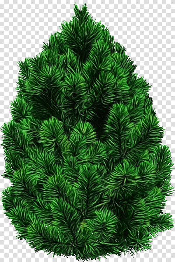 shortleaf black spruce balsam fir columbian spruce white pine colorado spruce, Watercolor, Paint, Wet Ink, Yellow Fir, Red Pine, Lodgepole Pine, Oregon Pine transparent background PNG clipart