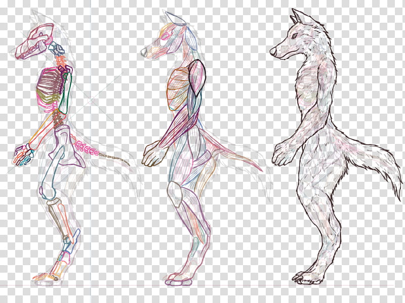 Sheila anthro canine anatomy structure ver   transparent background PNG clipart