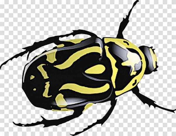 insect beetle pest cetoniidae blister beetles, Scarabs, Wasp transparent background PNG clipart