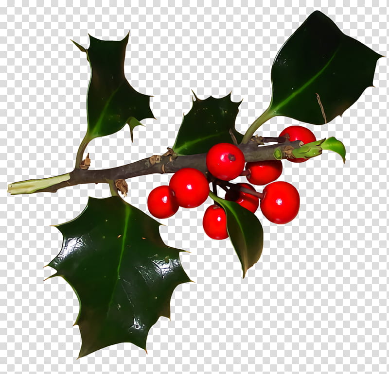 christmas holly Ilex holly, Christmas , Plant, American Holly, Flower, Leaf, Hollyleaf Cherry, Hawthorn transparent background PNG clipart