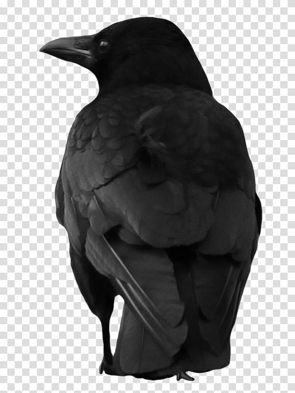crow , black bird transparent background PNG clipart