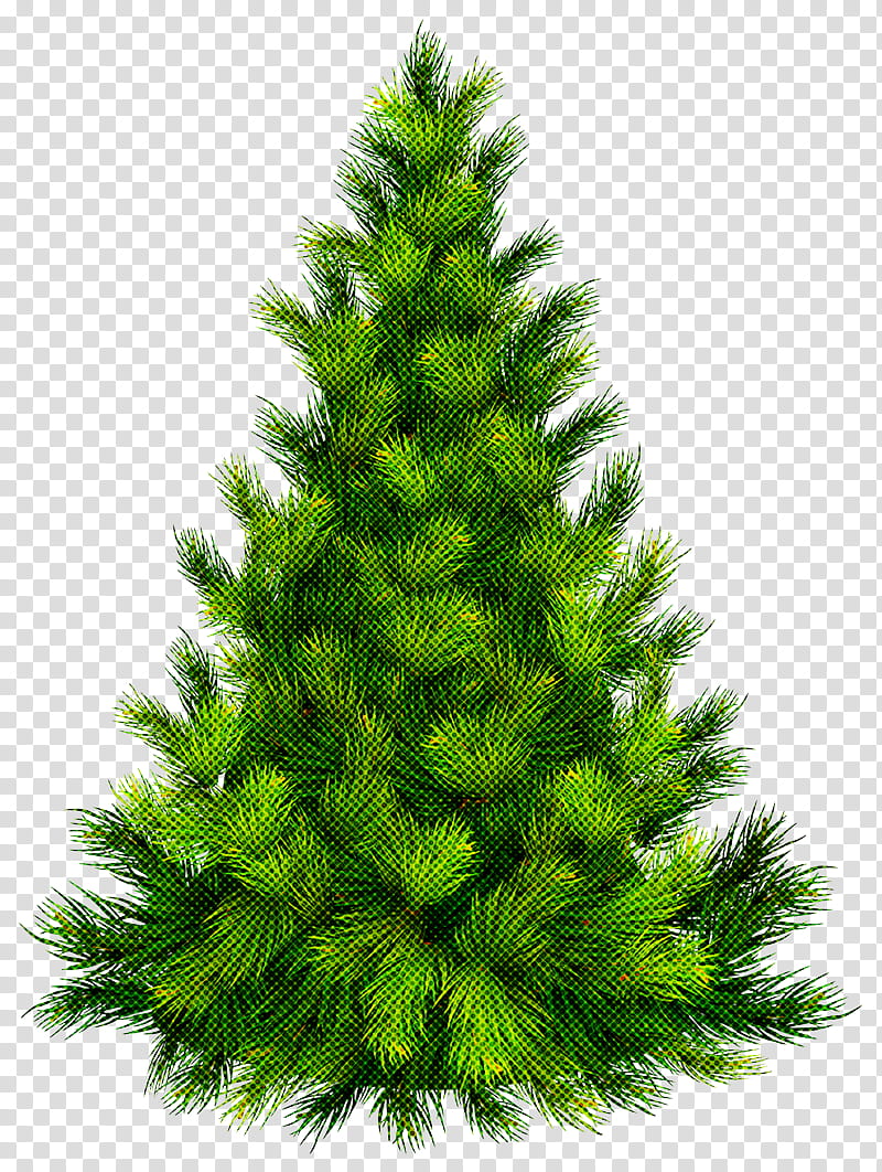Christmas tree, Shortleaf Black Spruce, Balsam Fir, Columbian Spruce, White Pine, Sugar Pine, Colorado Spruce, Yellow Fir transparent background PNG clipart