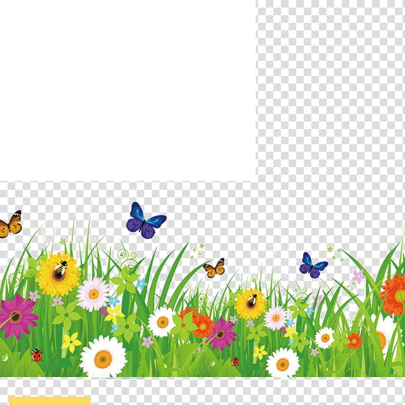 Flower Drawing, Wildflower, Meadow, Plant, Grass, Spring
, Camomile, Daisy transparent background PNG clipart