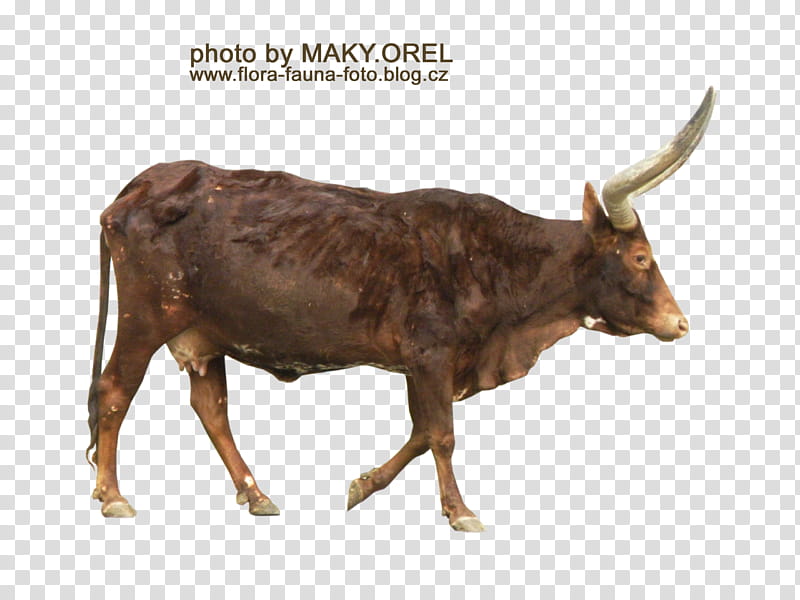 SET Watusi herd, black buffalo illustration transparent background PNG clipart