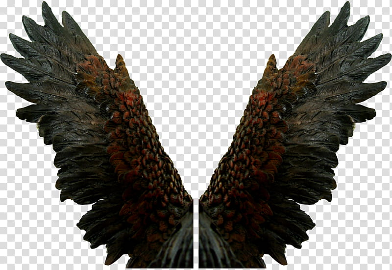 Eagle Angel Wings Zip , black and brown wing illustration transparent background PNG clipart