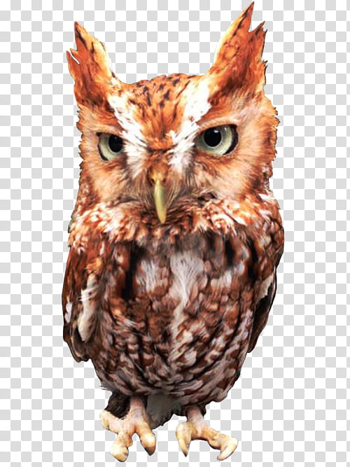 owl bird eastern screech owl bird of prey screech owl, Beak, Wildlife, Western Screech Owl transparent background PNG clipart