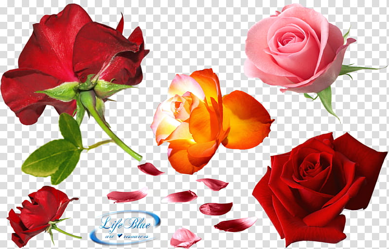 Roses everywhere, red and pink flowers artwork transparent background PNG clipart
