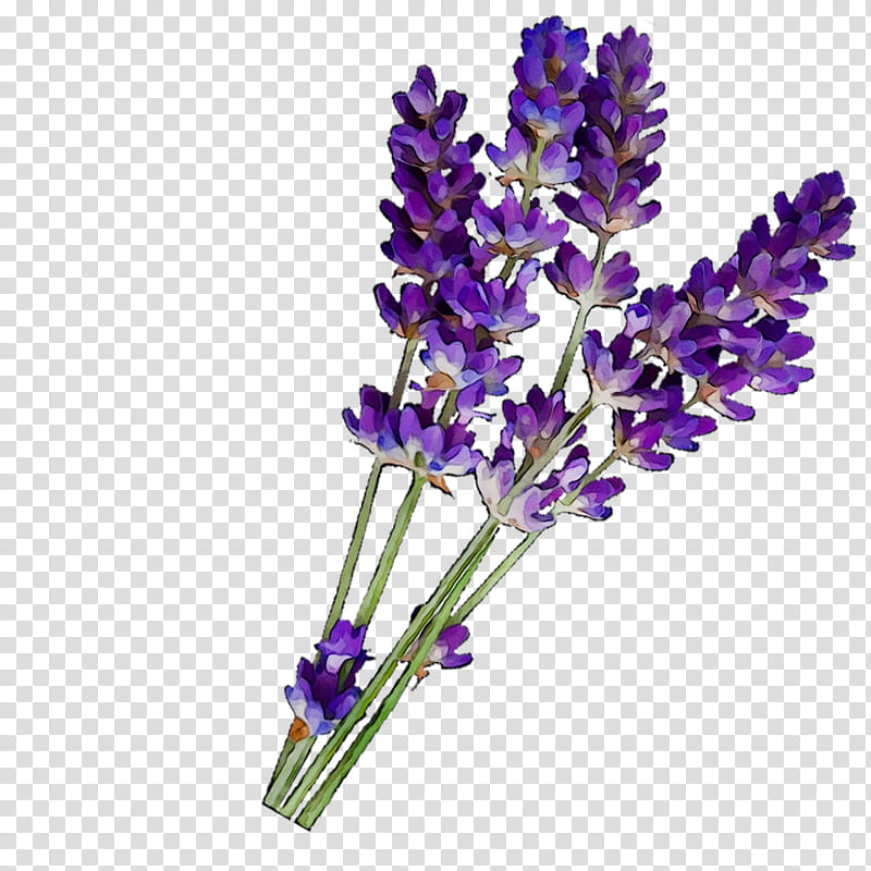 Flowers, Laneige Water Sleeping Mask, Lavender Oil, English Lavender, Essential Oil, Plant Therapy Inc, Skin, Aromatherapy transparent background PNG clipart