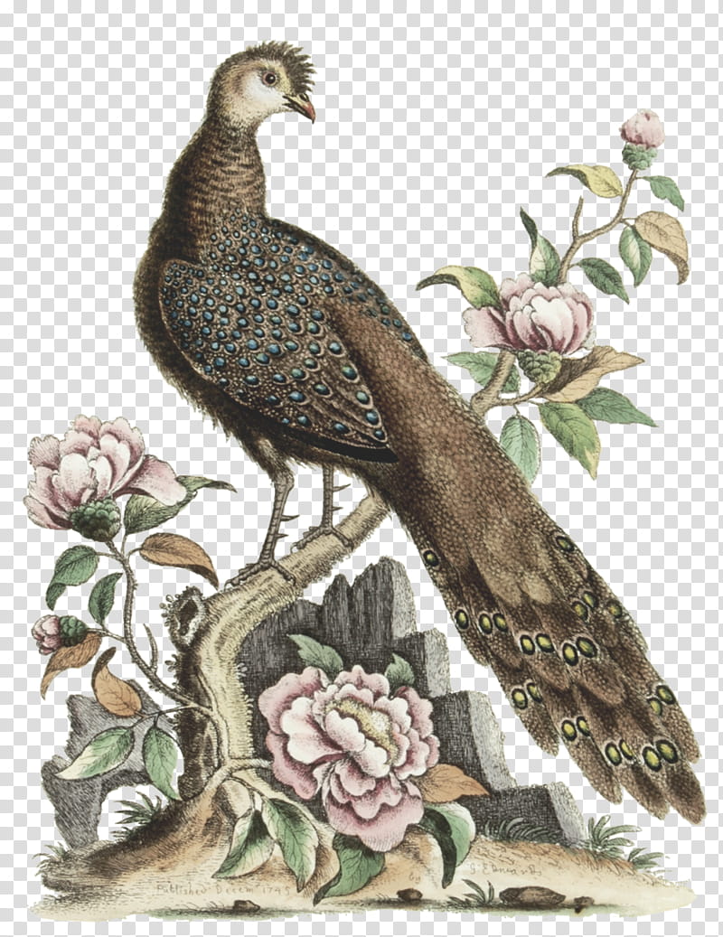 Drawing Rose, China, Peafowl, Ringnecked Pheasant, History, Painting, Natural History, Copper Pheasant transparent background PNG clipart
