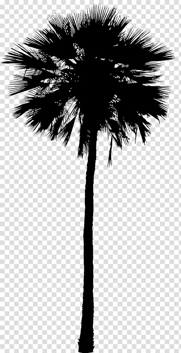 Palm Tree Silhouette, Asian Palmyra Palm, Black White M, Date Palm, Plant Stem, Plants, Sky, Borassus transparent background PNG clipart