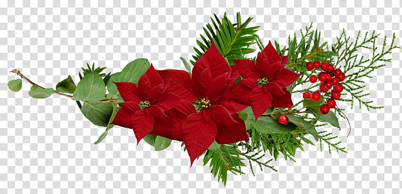 Christmas Resource , red poinsettia flowers transparent background PNG clipart