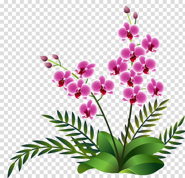 Floral Flower, Orchids, Sticker, Wall Decal, Moth Orchids, Plant, Pink, Petal transparent background PNG clipart