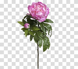 Pink Flower, Cabbage Rose, Garden Roses, Flowerpot, Cut Flowers, Plant Stem, Peony, Petal transparent background PNG clipart thumbnail